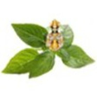 Dayabhai Maoji Majithiya Ayurved Mahavidyalaya, Yavatmal Logo